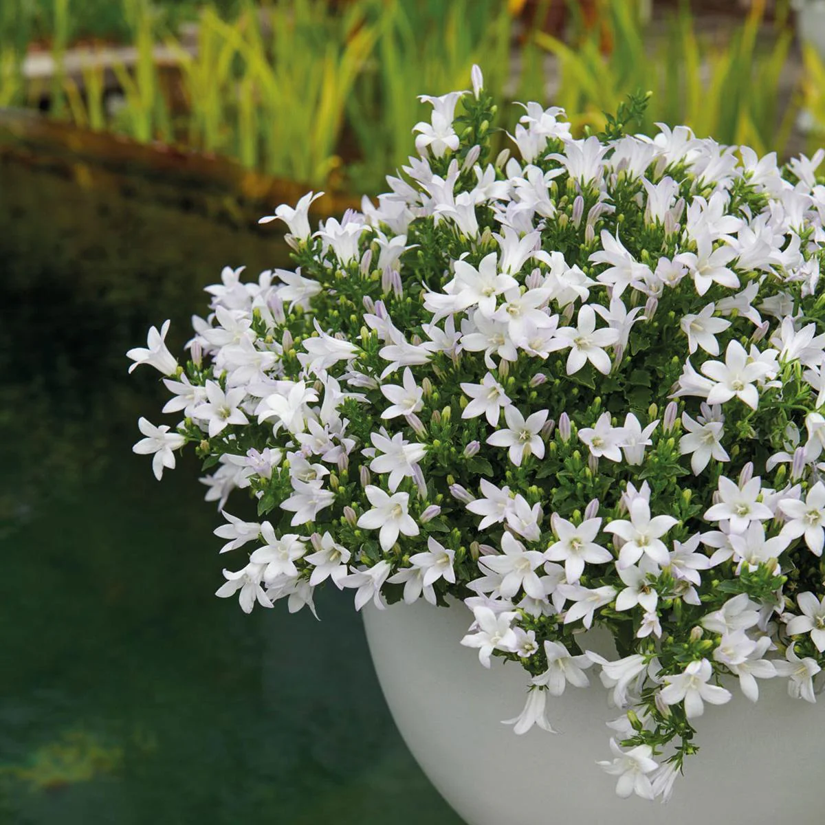 Campanule (Campanula hybrida) 'Addenda' – Image 7