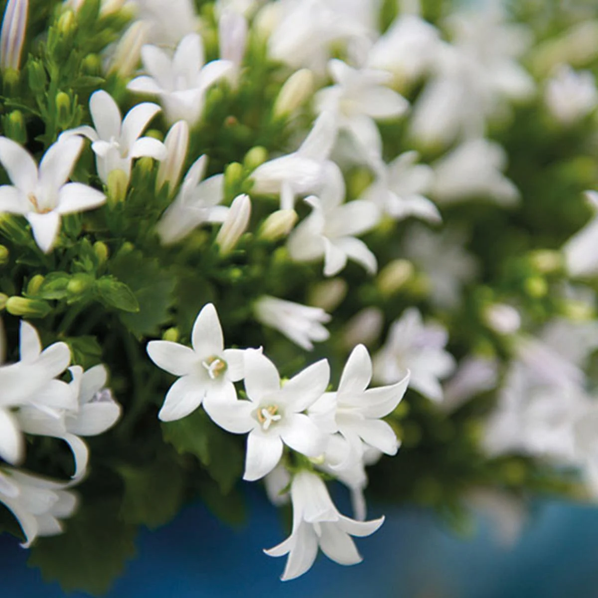 Campanule (Campanula hybrida) 'Addenda' – Image 8