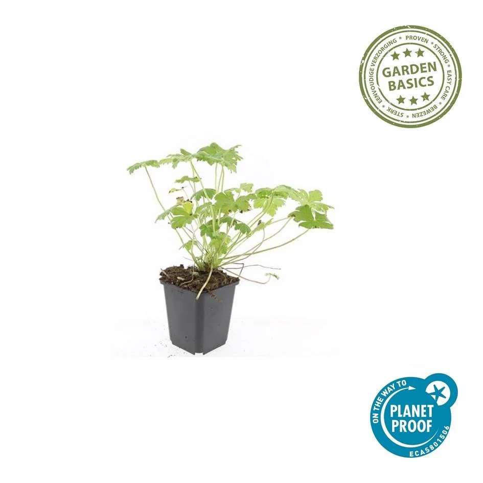 Géranium Vivace (Geranium) 'Tiny Monster' – Image 5