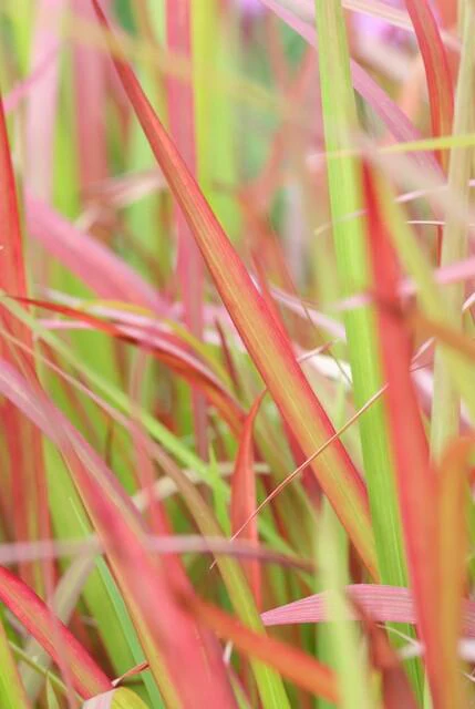 Herbe Sanglante Japonaise (Imperata cylindrica) 'Red Baron' – Image 4