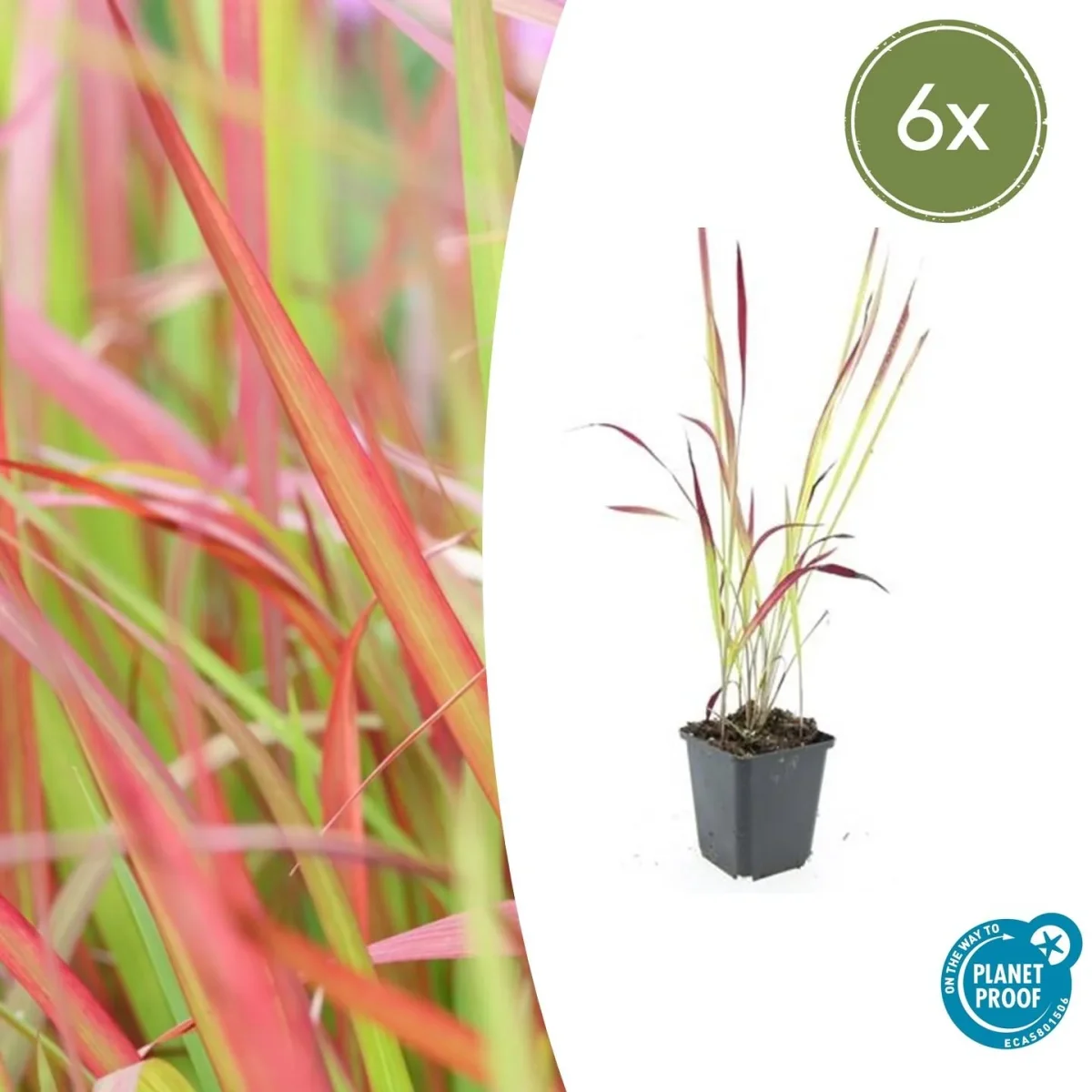 Herbe Sanglante Japonaise (Imperata cylindrica) 'Red Baron' – Image 2