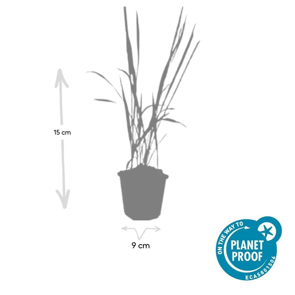 Herbe Sanglante Japonaise (Imperata cylindrica) 'Red Baron' – Image 7